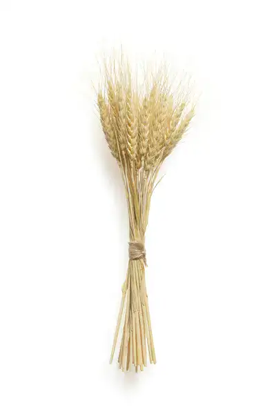 Bel mazzo di spighe di frumento